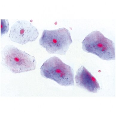 Normali žmogaus histologija, didelis rinkinys, I dalis - mikroskopiniai preparatai Normali žmogaus histologija, didelis rinkinys, I dalis - mikroskopiniai preparatai
