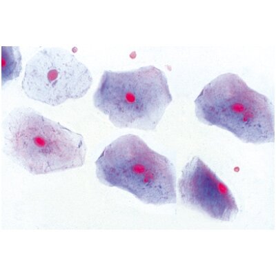 Normali žmogaus histologija, pagrindinis rinkinys - mikroskopiniai preparatai