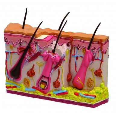 Odos spuogų modelis (dvipusis)