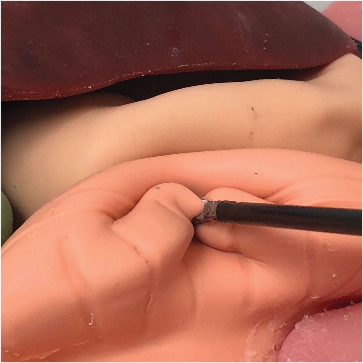 Organų dėklas 3