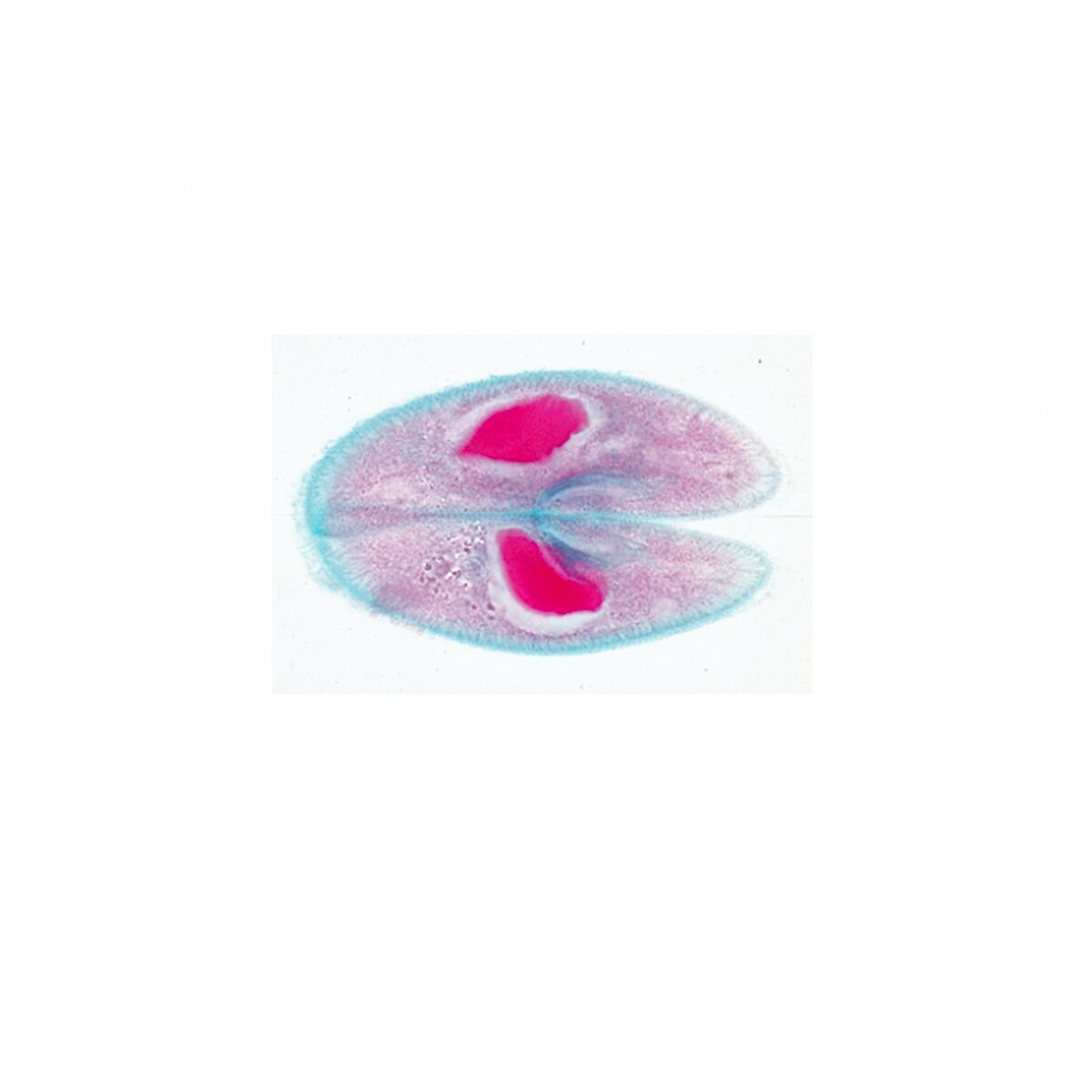 Paramaecium (Caudatum) - mikroskopiniai preparatai 1 Paramaecium (Caudatum) - mikroskopiniai preparatai 1