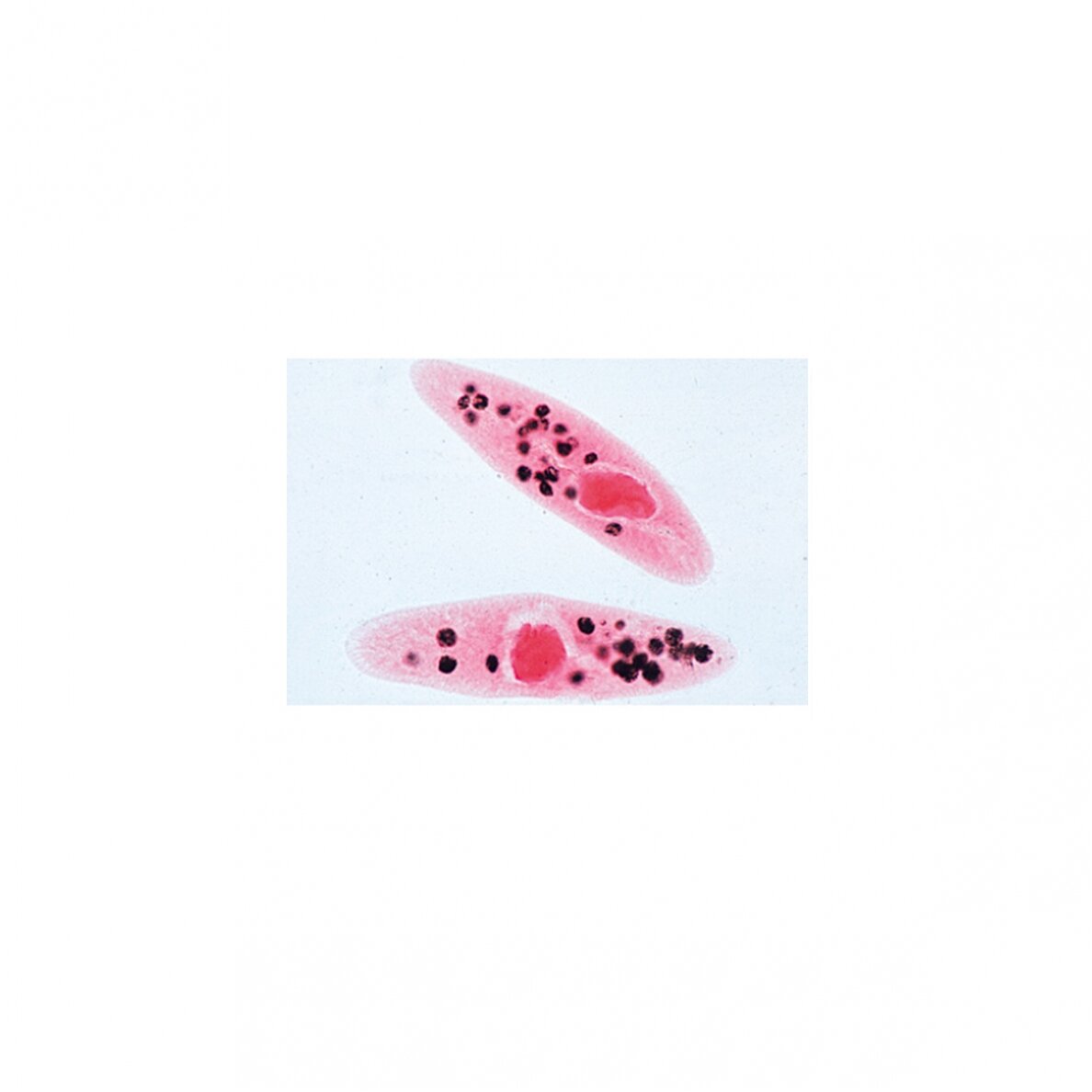 Paramaecium (Caudatum) - mikroskopiniai preparatai 4 Paramaecium (Caudatum) - mikroskopiniai preparatai 4