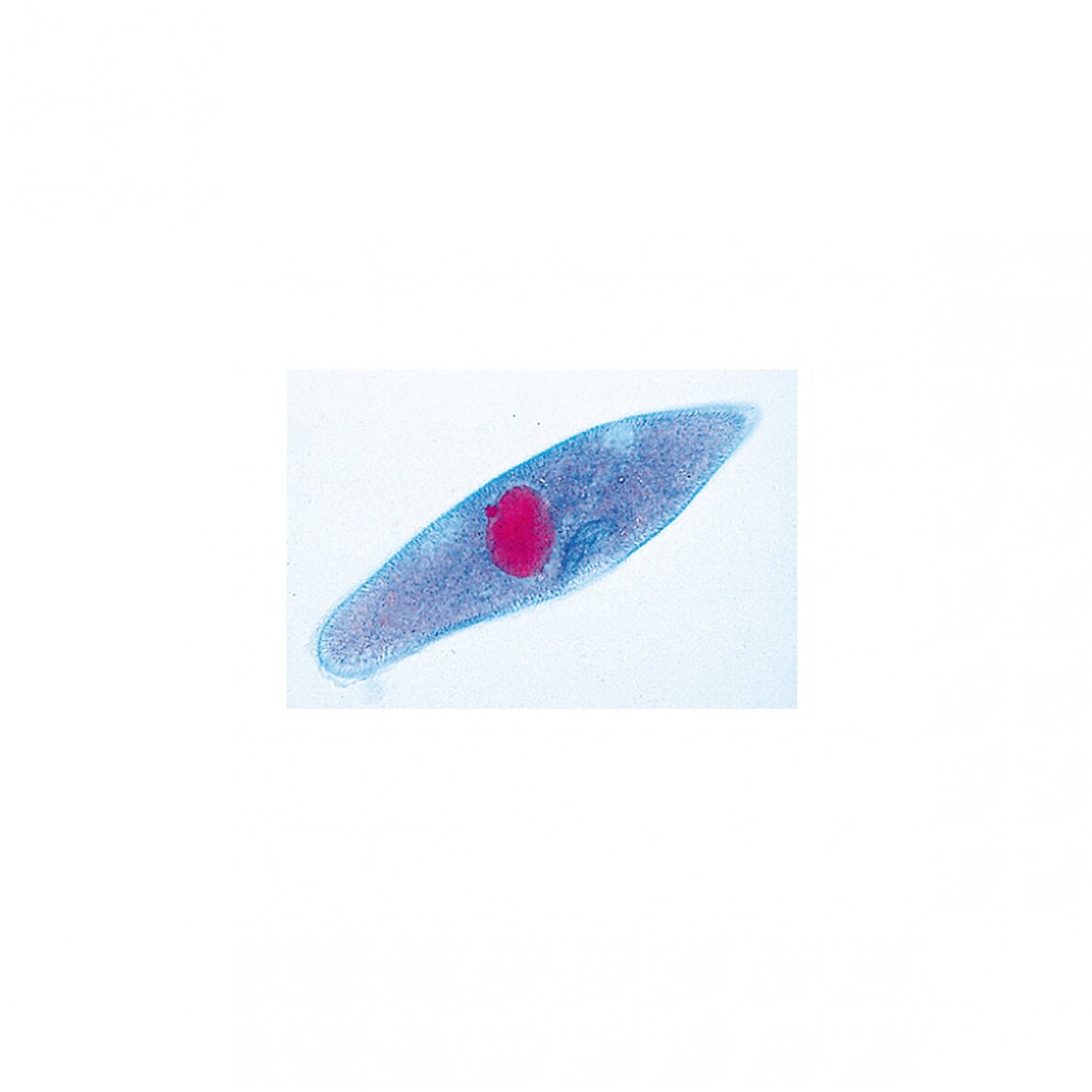 Paramaecium (Caudatum) - mikroskopiniai preparatai Paramaecium (Caudatum) - mikroskopiniai preparatai
