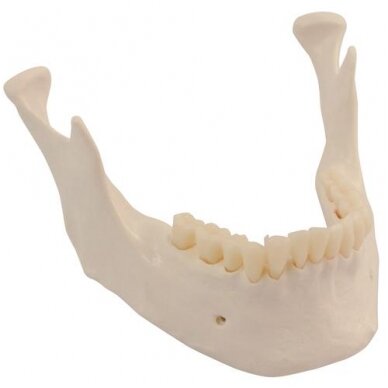 Pakaitinis apatinis žandikaulis dantimis skeletams Pakaitinis apatinis žandikaulis dantimis skeletams