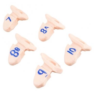 Papildomos ausys Papildomos ausys