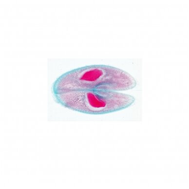 Paramaecium (Caudatum) - mikroskopiniai preparatai 1 Paramaecium (Caudatum) - mikroskopiniai preparatai 1