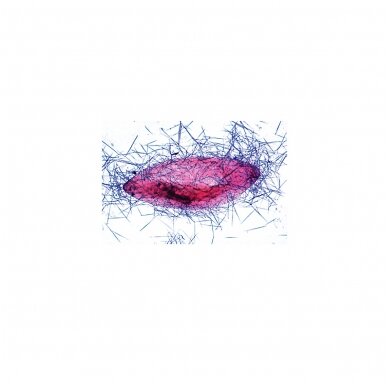 Paramaecium (Caudatum) - mikroskopiniai preparatai 3 Paramaecium (Caudatum) - mikroskopiniai preparatai 3