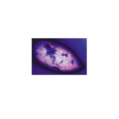 Paramaecium (Caudatum) - mikroskopiniai preparatai 5 Paramaecium (Caudatum) - mikroskopiniai preparatai 5