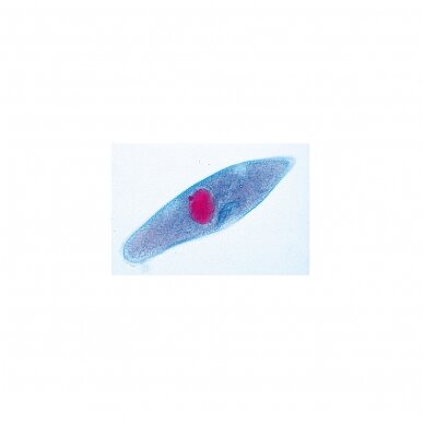 Paramaecium (Caudatum) - mikroskopiniai preparatai Paramaecium (Caudatum) - mikroskopiniai preparatai