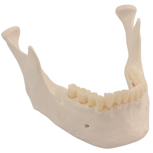 Pakaitinis apatinis žandikaulis dantimis skeletams Pakaitinis apatinis žandikaulis dantimis skeletams