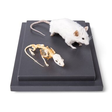 Pelės iškamša ir skeletas (Mus musculus) po stiklo dangčiu, pavyzdžiai Pelės iškamša ir skeletas (Mus musculus) po stiklo dangčiu, pavyzdžiai