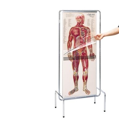 Permatomų žmogaus anatominių plakatų rinkinys Permatomų žmogaus anatominių plakatų rinkinys