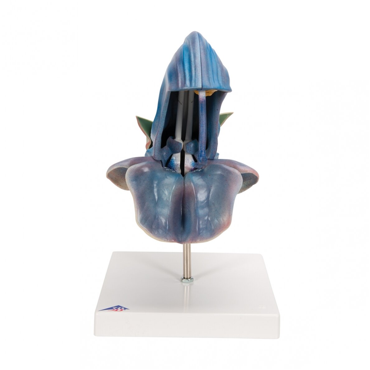 Pievinio šalavijo (Salvia pratensis) modelis