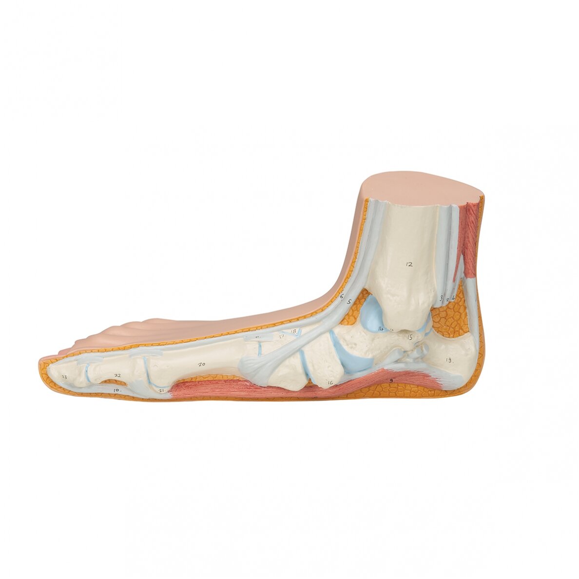 Pilnapadės pėdos (Pes Planus) modelis 5 Pilnapadės pėdos (Pes Planus) modelis 5