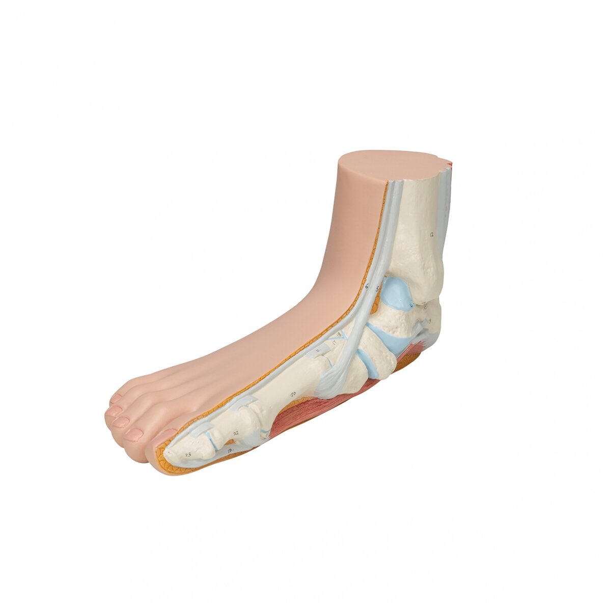Pilnapadės pėdos (Pes Planus) modelis 6 Pilnapadės pėdos (Pes Planus) modelis 6