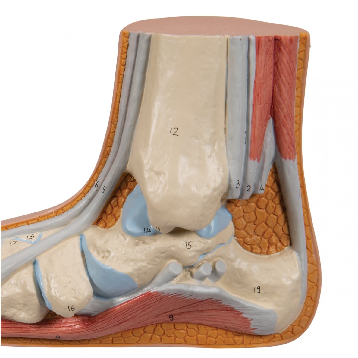 Pilnapadės pėdos (Pes Planus) modelis 7