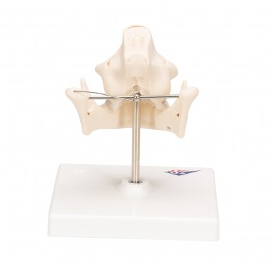 Pieninių dantų modelis su nuolatiniais dantimis 4 Pieninių dantų modelis su nuolatiniais dantimis 4