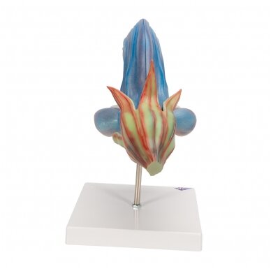 Pievinio šalavijo (Salvia pratensis) modelis 2