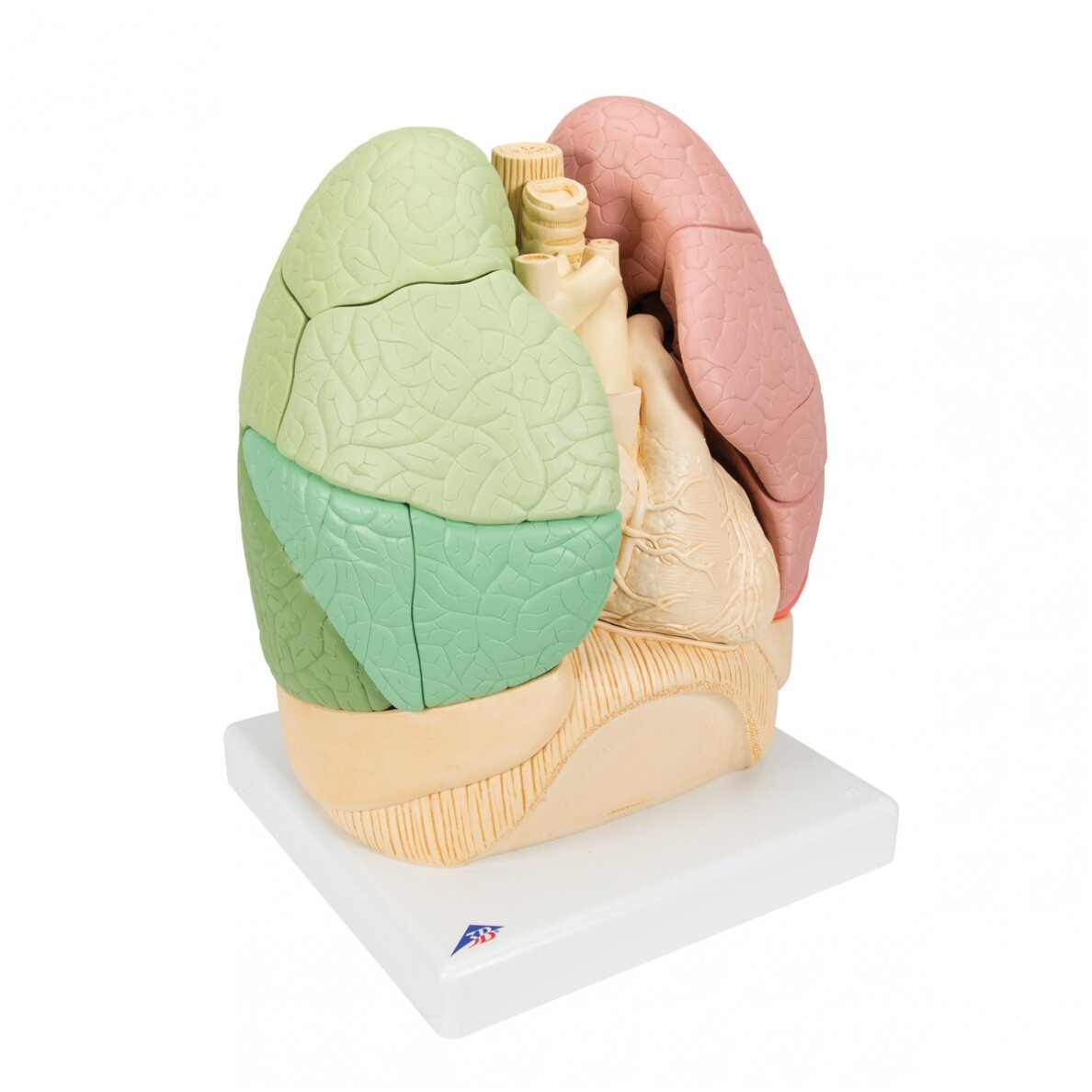 Plaučių modelis (segmentinis) 2