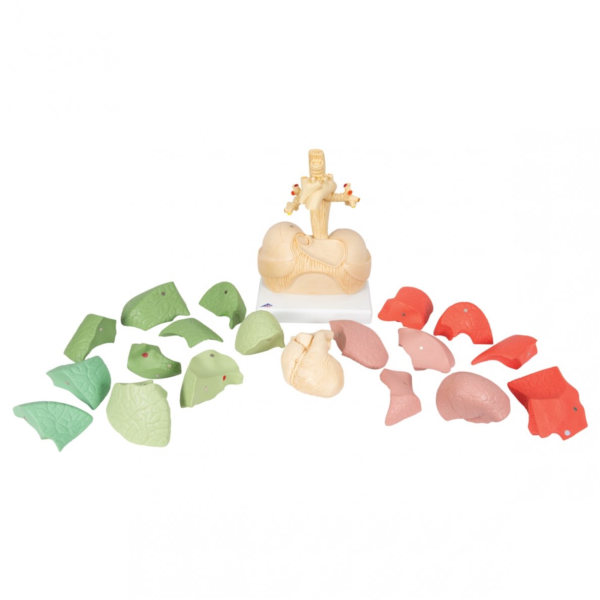 Plaučių modelis (segmentinis) 5
