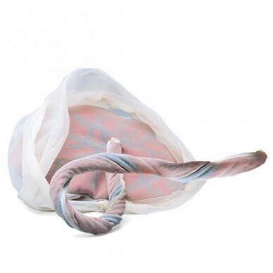 Placenta ir virkštelė Placenta ir virkštelė