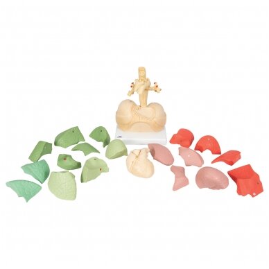 Plaučių modelis (segmentinis) 5
