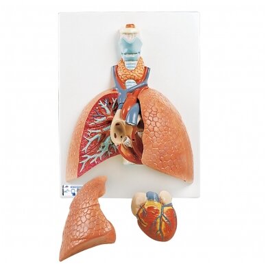 Plaučių modelis su gerklomis, 5 dalys