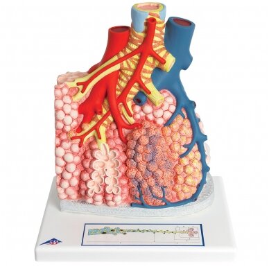 Plaučių pusių su kraujagyslėmis modelis, padidintas 130 kartų 2