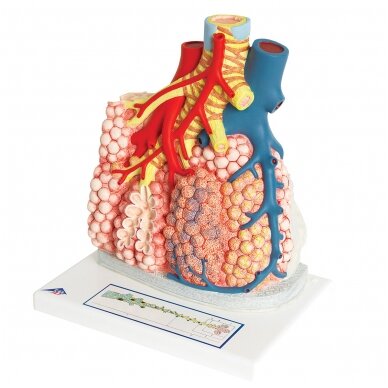 Plaučių pusių su kraujagyslėmis modelis, padidintas 130 kartų 4