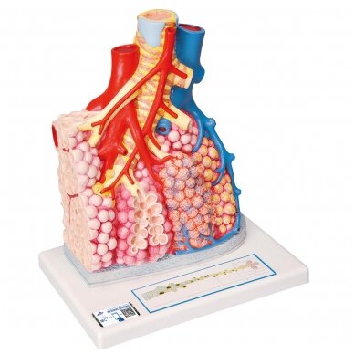 Plaučių pusių su kraujagyslėmis modelis, padidintas 130 kartų