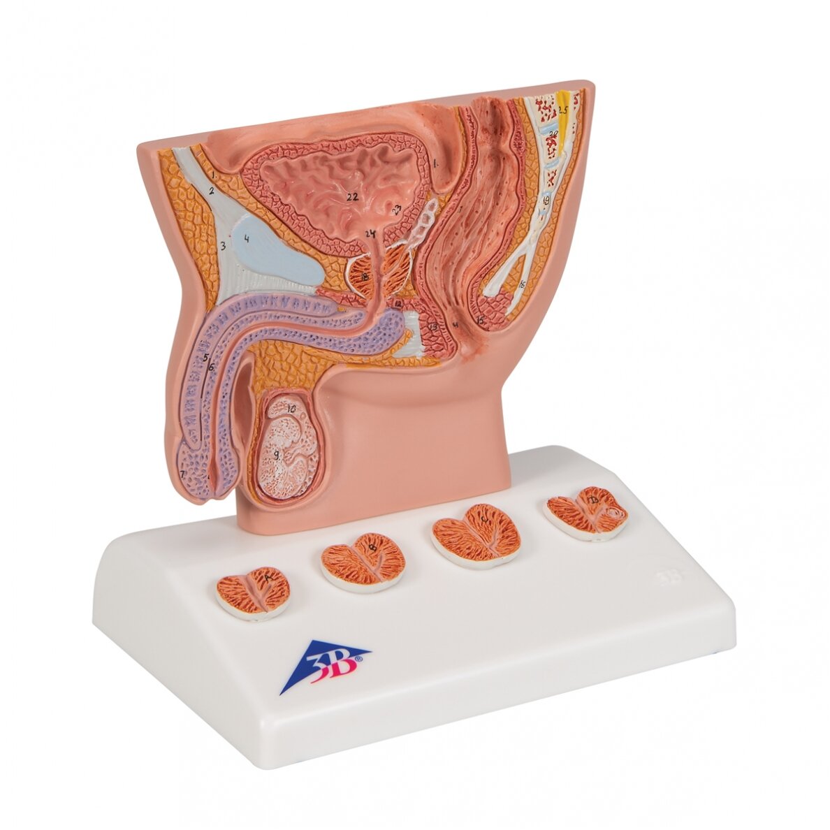 Prostatos modelis, 1/2 realaus dydžio 2 Prostatos modelis, 1/2 realaus dydžio 2