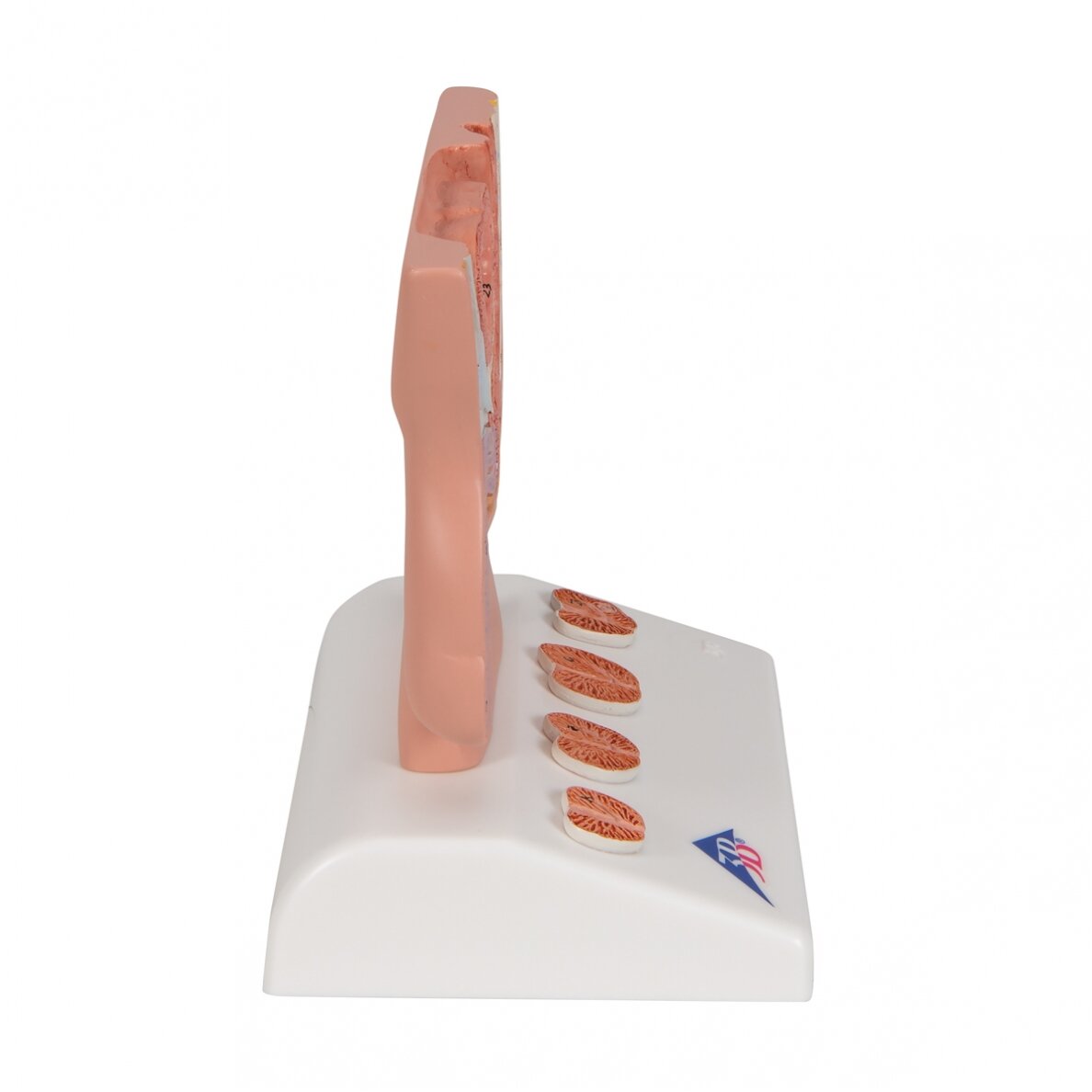 Prostatos modelis, 1/2 realaus dydžio 3 Prostatos modelis, 1/2 realaus dydžio 3