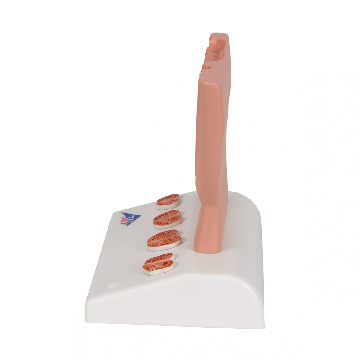 Prostatos modelis, 1/2 realaus dydžio 4 Prostatos modelis, 1/2 realaus dydžio 4