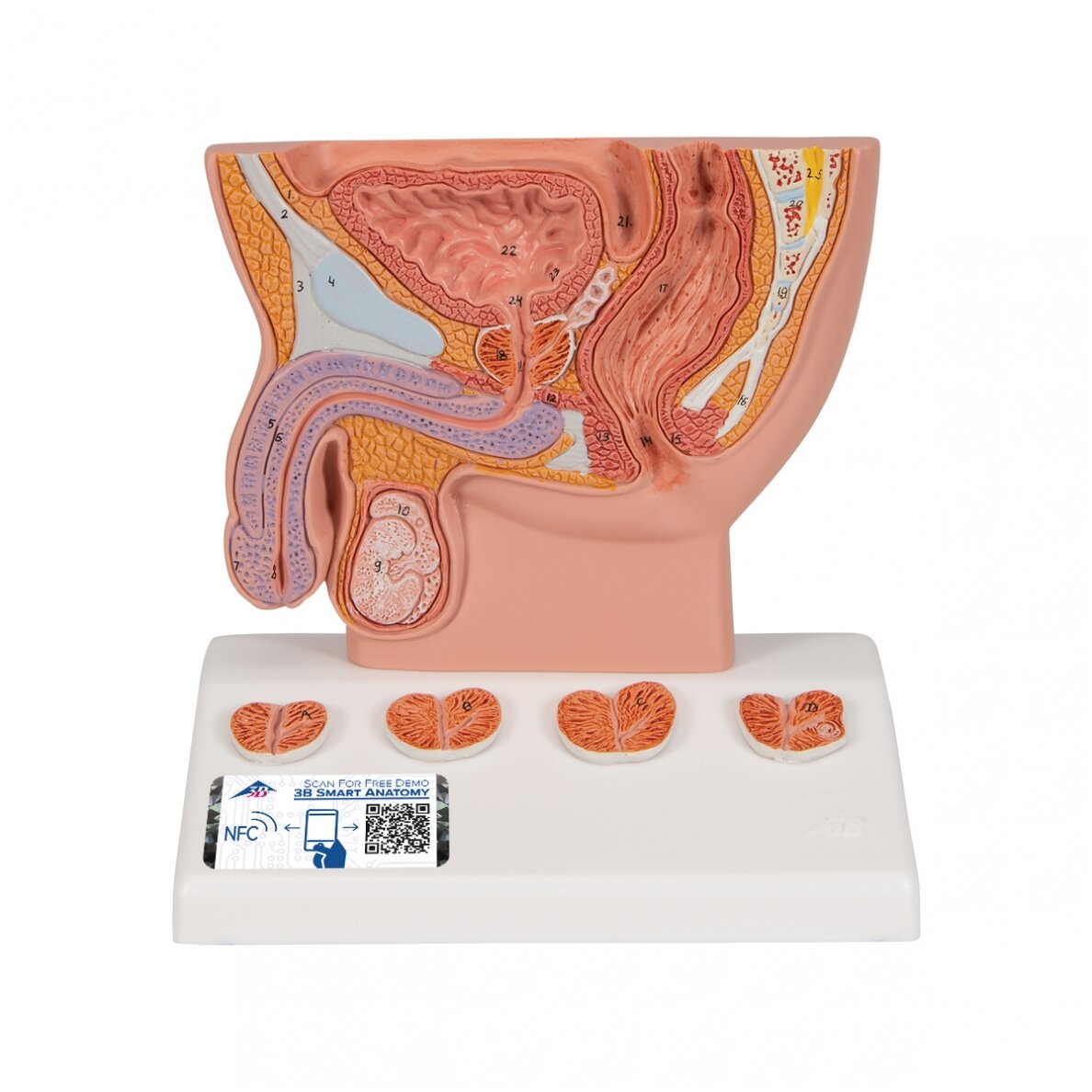 Prostatos modelis, 1/2 realaus dydžio Prostatos modelis, 1/2 realaus dydžio