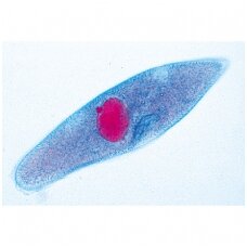 Protozoa (paprastieji mikroorganizmai) - mikroskopiniai preparatai, 10 vnt.