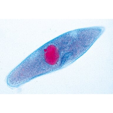 Protozoa (paprastieji mikroorganizmai) - mikroskopiniai preparatai, 10 vnt. Protozoa (paprastieji mikroorganizmai) - mikroskopiniai preparatai, 10 vnt.