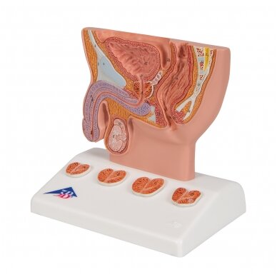 Prostatos modelis, 1/2 realaus dydžio 5 Prostatos modelis, 1/2 realaus dydžio 5