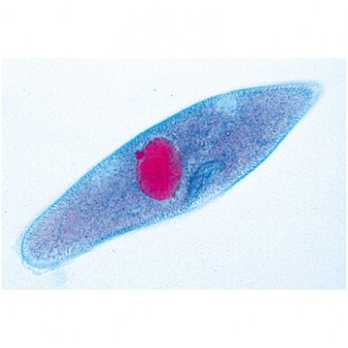 Protozoa (paprastieji mikroorganizmai) - mikroskopiniai preparatai, 10 vnt. Protozoa (paprastieji mikroorganizmai) - mikroskopiniai preparatai, 10 vnt.