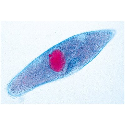 Protozoa (paprastieji mikroorganizmai) - mikroskopiniai preparatai, 10 vnt.