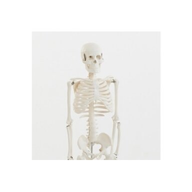 Pusės natūralaus dydžio skeletas