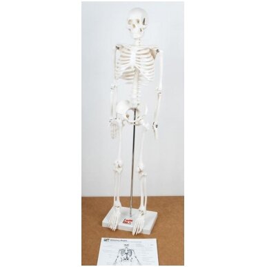 Pusės natūralaus dydžio skeletas 3