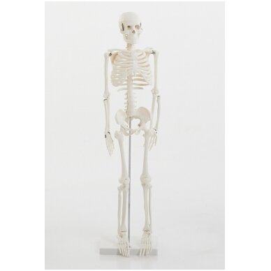 Pusės natūralaus dydžio skeletas 1