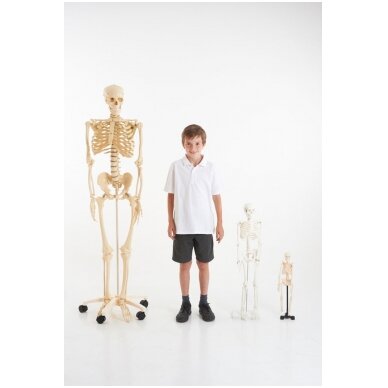 Pusės natūralaus dydžio skeletas 5