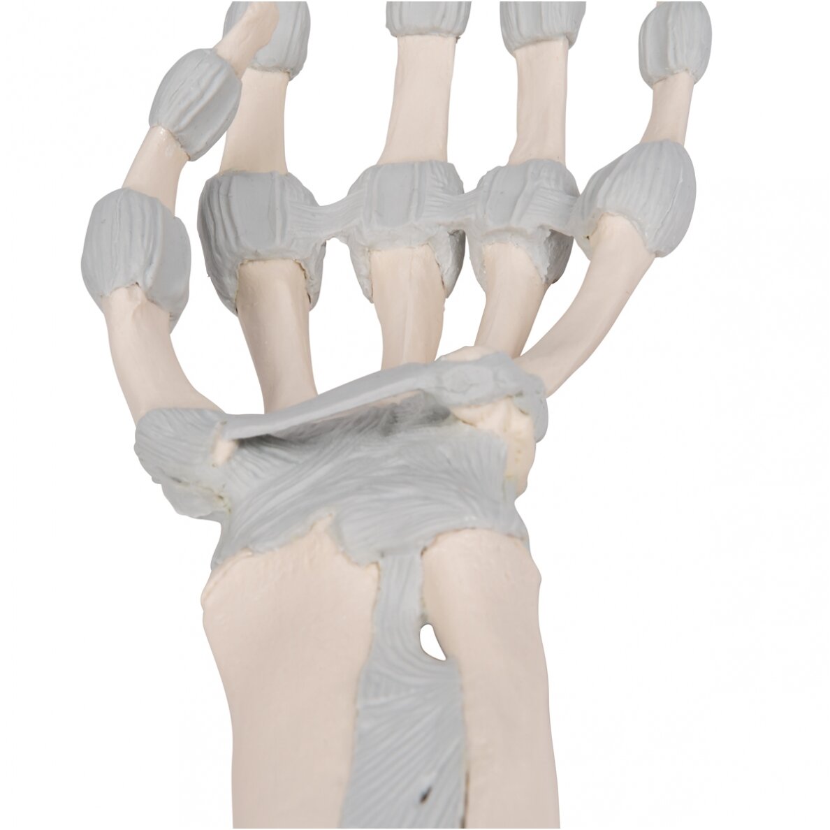 Rankos kaulo modelis su elastiniais raisčiais 7 Rankos kaulo modelis su elastiniais raisčiais 7