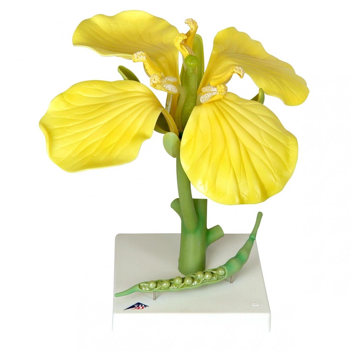 Rapso žiedo (Brassica napus ssp. oleifera) modelis Rapso žiedo (Brassica napus ssp. oleifera) modelis