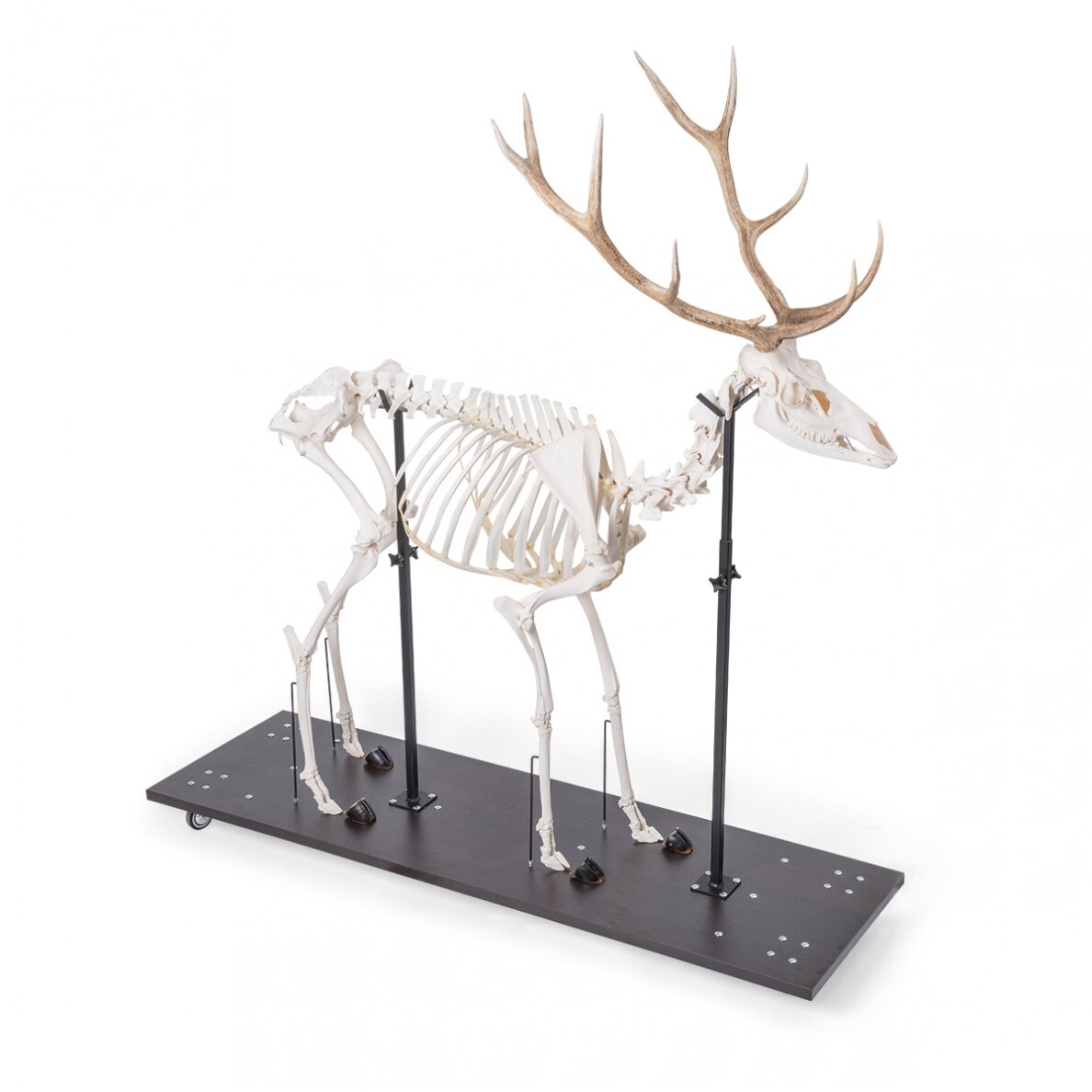 Raudonojo elnio skeletas (Cervus elaphus), patinas, pavyzdys 1 Raudonojo elnio skeletas (Cervus elaphus), patinas, pavyzdys 1
