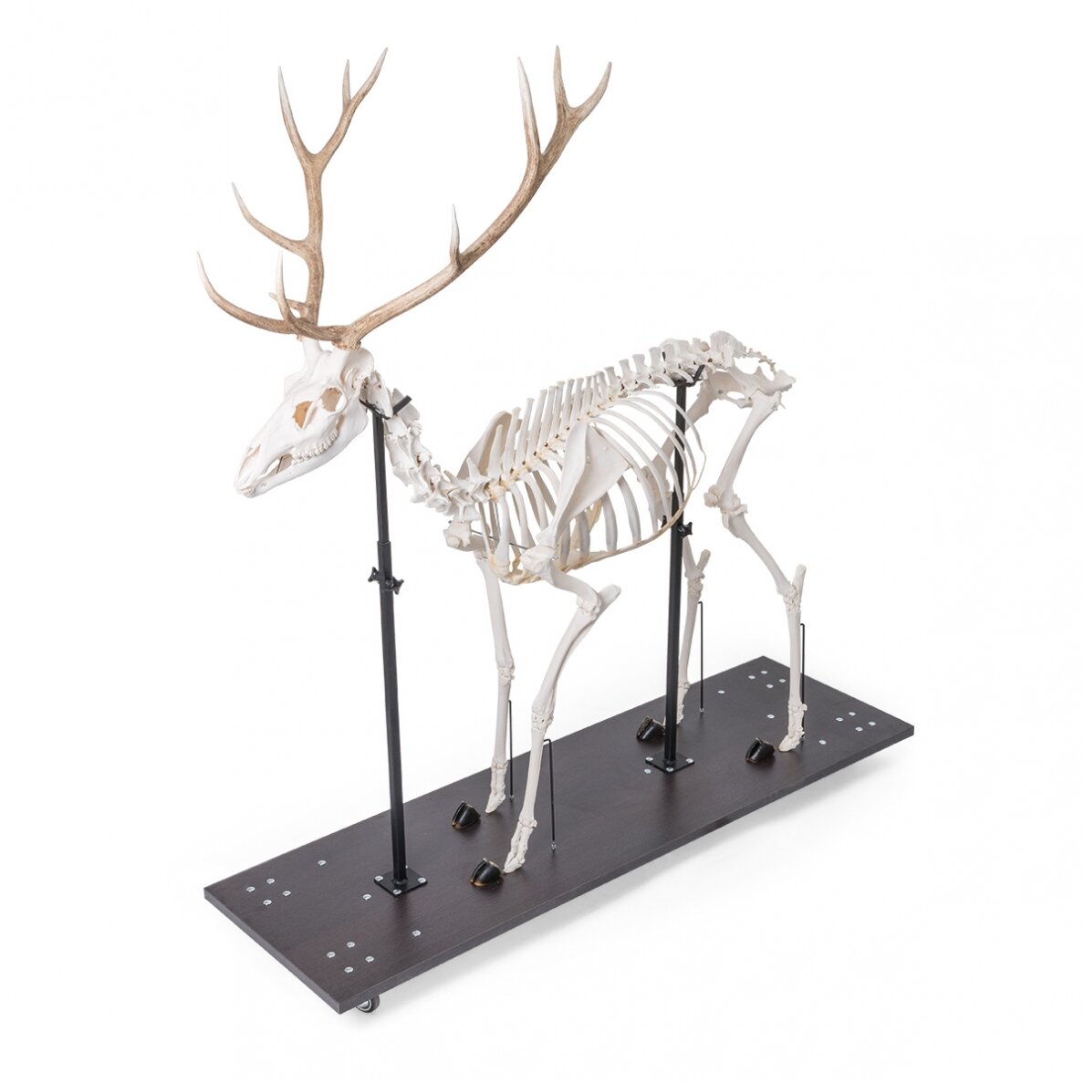 Raudonojo elnio skeletas (Cervus elaphus), patinas, pavyzdys 3 Raudonojo elnio skeletas (Cervus elaphus), patinas, pavyzdys 3