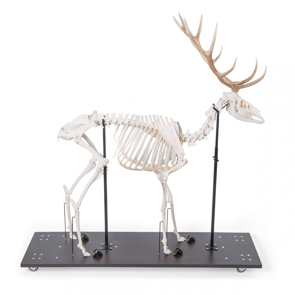 Raudonojo elnio skeletas (Cervus elaphus), patinas, pavyzdys Raudonojo elnio skeletas (Cervus elaphus), patinas, pavyzdys