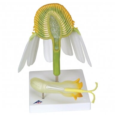 Ramunėlės (Matricaria chamomilla) modelis