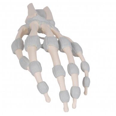 Rankos kaulo modelis su elastiniais raisčiais 6